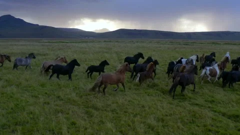 Aerial slow motion view of galloping herd of horses in field Iceland Stock Footage 167048653