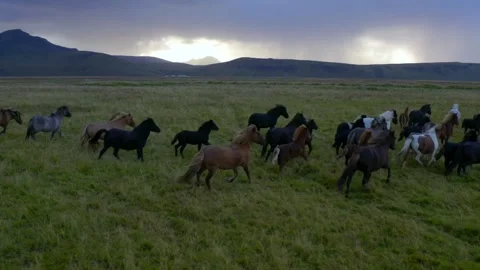 Aerial slow motion view of galloping herd of horses in field Iceland 스톡 동영상 167118379