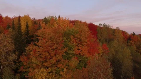 Aerial slow moving shot of fall forest at dusk with various shades Stock Footage 119184703