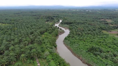 Aerial Slow Pan Left Over Tropical River and Plantation 4k Stock Footage 337638997