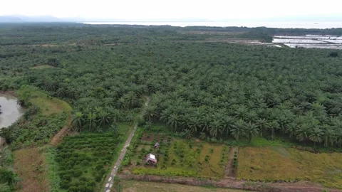 Aerial Slow Pan Left Over Tropical Plantation and River 4k Stock Footage 337639000