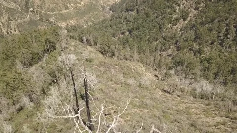 Aerial Slow Pull Back Closely Over Charred Trees in Mountains Stock Footage 240133701