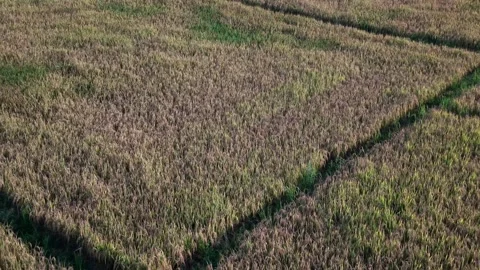 Aerial slow tracking shot over textured purple rice fields Stock Footage 335763522