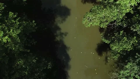 Aerial of small lake surrounded by trees. Rainforest. Brazil. 4K. Stock Footage 233105582
