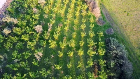 Aerial small pine trees Stock Footage 240500643