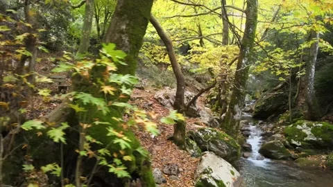 Aerial Small River Stock Footage 168476814