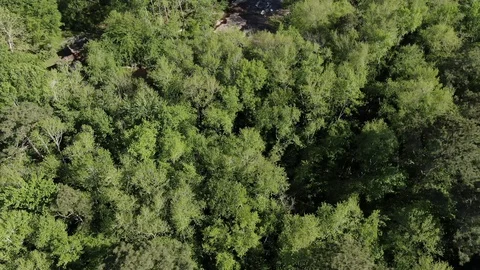 Aerial of Small River in Forest Stock Footage 128961254