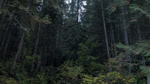 Aerial: small stream flowing into a river in a forest.  Idaho, USA Stock Footage 122095417