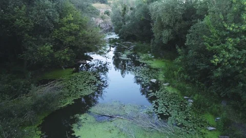 Aerial of a snaky mountain stream covered with branches and wetland in summer Stock Footage 99737471
