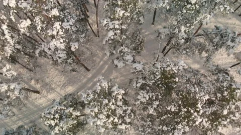 Aerial: snow-capped tree tops in winter forest 스톡 동영상 148809793