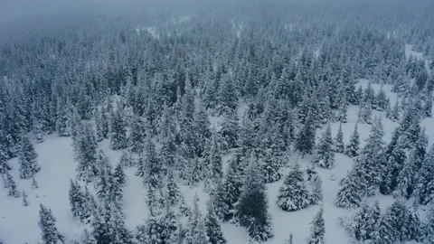 Aerial of snow covered forest at cloudy evening, winter background Stock Footage 159158954