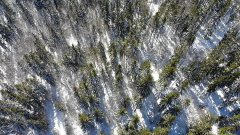 Aerial snow covered pine forest mountain Stock Footage 103537130