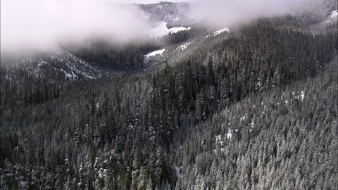 Aerial of snow covered pine forest, Forest trees dusted with snow, misty, Oregon Stock Footage 109152176