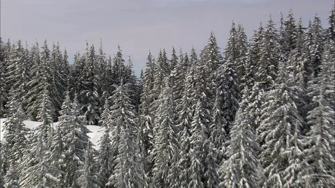Aerial of snow covered pine forest and mountain ranges, Forest trees dusted Stock Footage 109152258