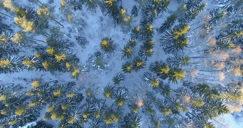 Aerial of snow covered Thuringian forest tree tops Stock Footage 116245251
