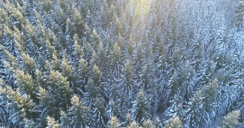 Aerial of snow covered Thuringian forest trees at dusk Stock Footage 116245965