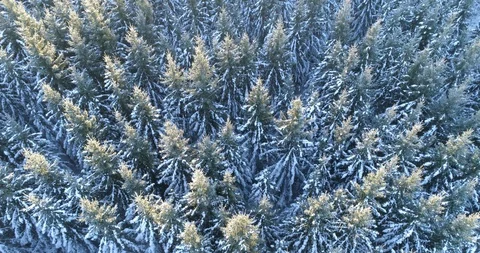 Aerial of snow covered Thuringian forest tree tops Stock Footage 116246157