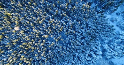 Aerial of snow covered Thuringian forest tree tops Stock Footage 116246580