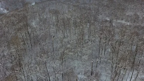 Aerial Snow Covered Trees Drone Footage Landscape Winter Nature Beautiful Europe Stock Footage 100732635