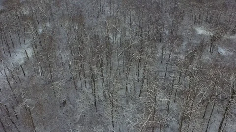 Aerial Snow Covered Trees Drone Footage Landscape Winter Nature Beautiful Europe Stock Footage 100732664
