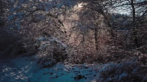 AERIAL: Snow Covered Trees, Winter Forest on Sunny Morning, Lens Flare 스톡 동영상 140368530