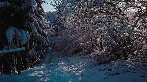 AERIAL: Snow Covered Trees, Winter Forest on Sunny Morning, Lens Flare 스톡 동영상 140368532