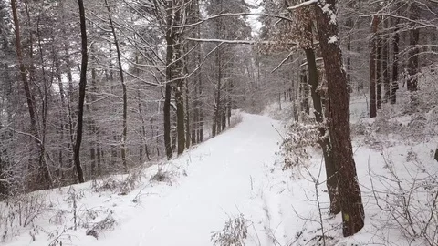 Aerial of snow fall into the forest. Drone moves up Stock Footage 85716030