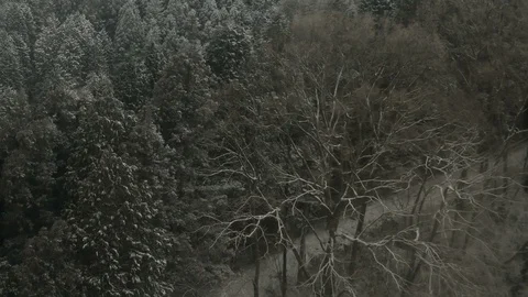 Aerial snow in winter forest Stock Footage 89033134