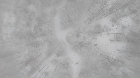 AERIAL Snowcapped forest Stock Footage 98603657
