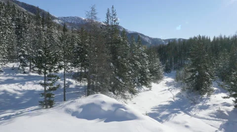 Aerial of snowcapped pine trees and mountains 스톡 동영상 64353360