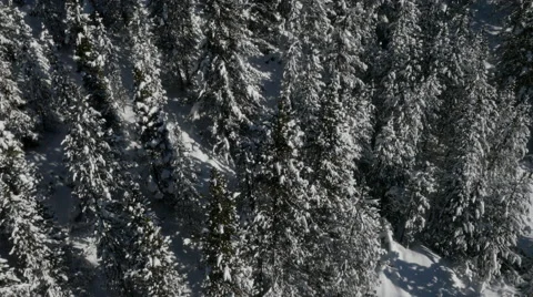 Aerial of snowcapped pine trees 스톡 동영상 64353347