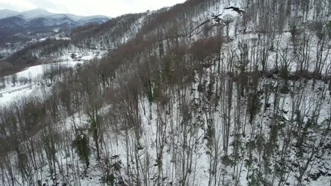 Aerial snowy forest Stock Footage 238642328