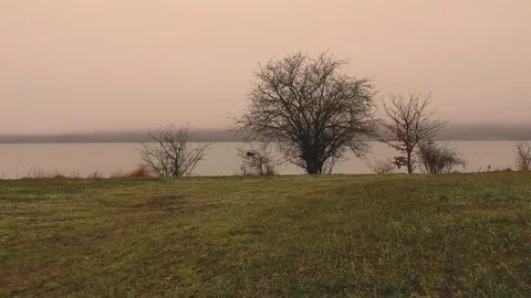 Aerial soars above a tree and a lake Stock Footage 83656119
