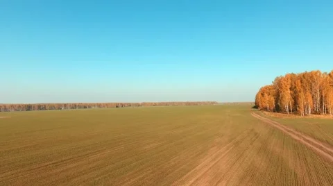 Aerial span over the green field to the yellow birch Video stock 68362011