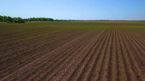 Aerial speeding fast over a corn field in early summer Stock Footage 132592182