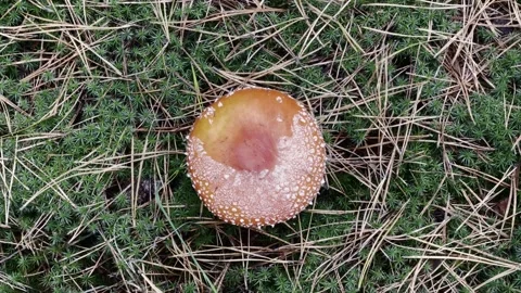 Aerial Spin of Red Toadstool Stock Footage 255462481