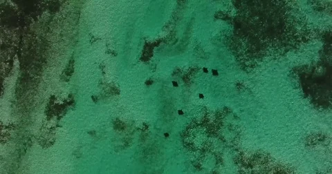 Aerial of Spotted Eagle Rays swimming down a channel Stock Footage 83825190