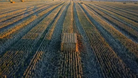 Aerial of Square Straw Bales on Fields at Sunset Stock Footage 94869535