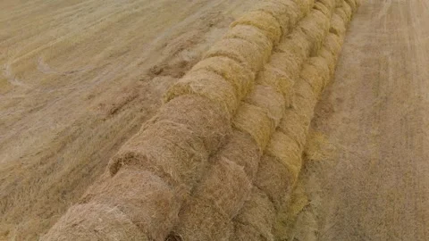 Aerial: stack of stacked bales or rolls of straw on a farmland field in autumn Stock Footage 142342449
