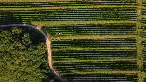 Aerial static shot of a grapevine field - a tractor moves slowly Stock Footage 146879178