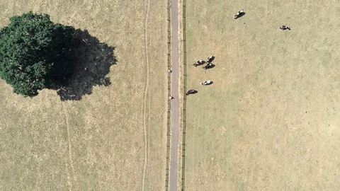 Aerial static top down view. Single track dirt road two people and cows in fi Stock Footage 93012743