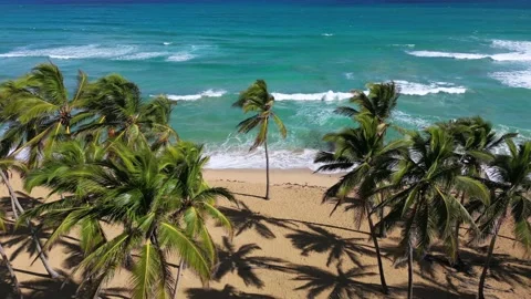 Aerial static view of coconut palm trees on the beach with yellow sand. The Stock Footage 232123075