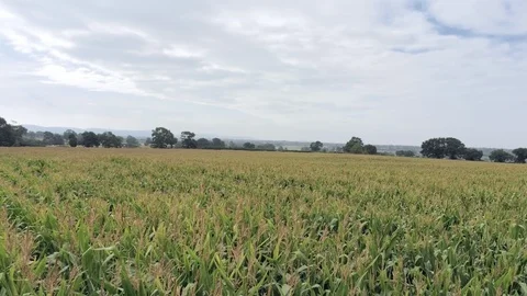 Aerial static view. fly low above fresh green corn field with cloudy sky Stock Footage 95568000