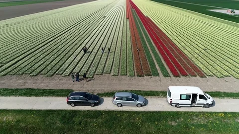 Aerial static view of multi colored tulip field with tourists on excursion 4k Stock Footage 122059787