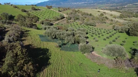 Aerial static view of olive grove with harvest nets and farmer walking Video stock 337459486