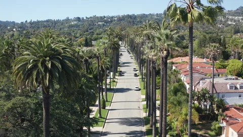Aerial still view of palm trees in rich Beverly Hills Los Angeles neighborhood Stock Footage 272709189