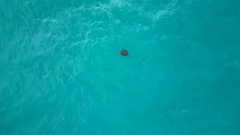 Aerial stock video Loggerhead Turtle coming up for air Stock Footage 244550254