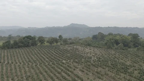 Aerial strafes over a field of lulo plants in the Huila department of Colombia Stock-Footage 104632092