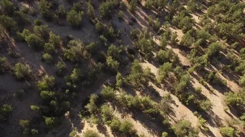 Aerial Straight Down On Forest Stock Footage 58603147
