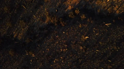 Aerial straight down over cacti in Saguaro National Park at magic hour Stock Footage 101816811